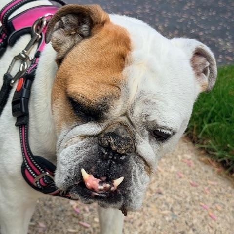 Fergie, ADOPTABLE, Senior Female English Bulldog.