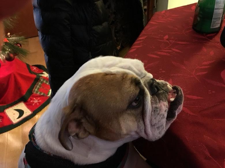 Enlarge Fergie, a ADOPTABLE English Bulldog in Belmar, NJ image 3/4