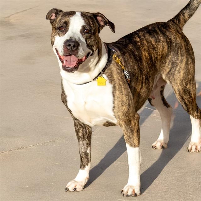 KIKI, Adoptable, Adult Female Pit Bull Terrier & Mixed Breed.