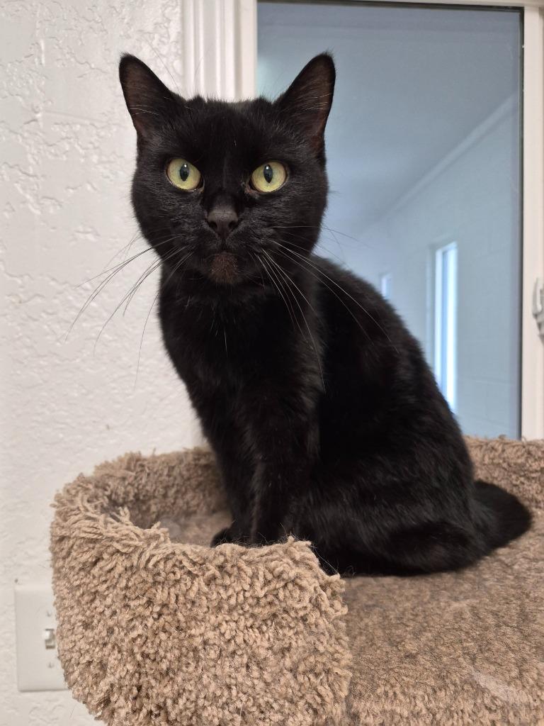 Enlarge CRANBERRY SAUCE(SPAYED), a Adopted mixed breed in Crossville, TN image 1/1