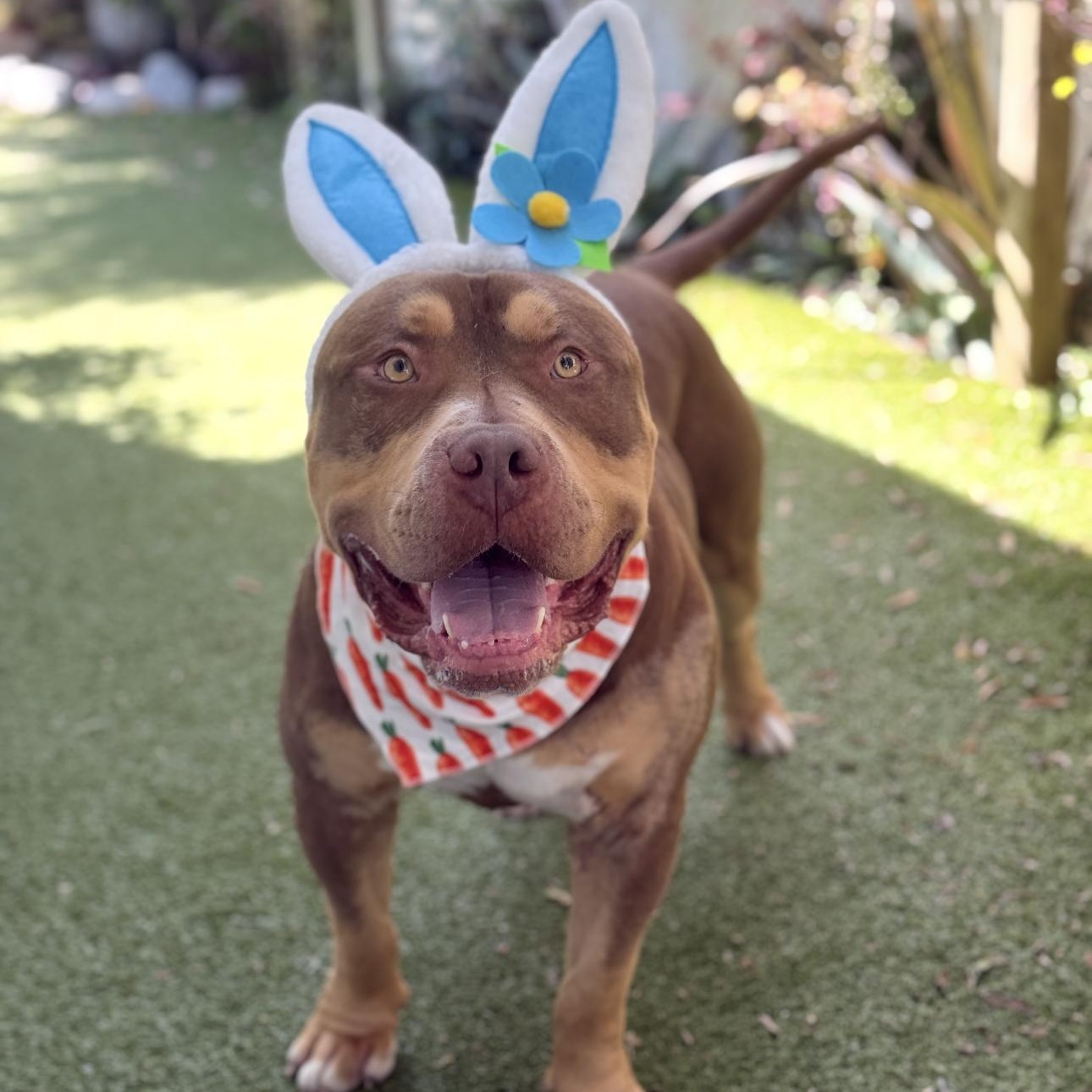 Enlarge Max , a ADOPTABLE American Bully in Riverside, CA image 2/5