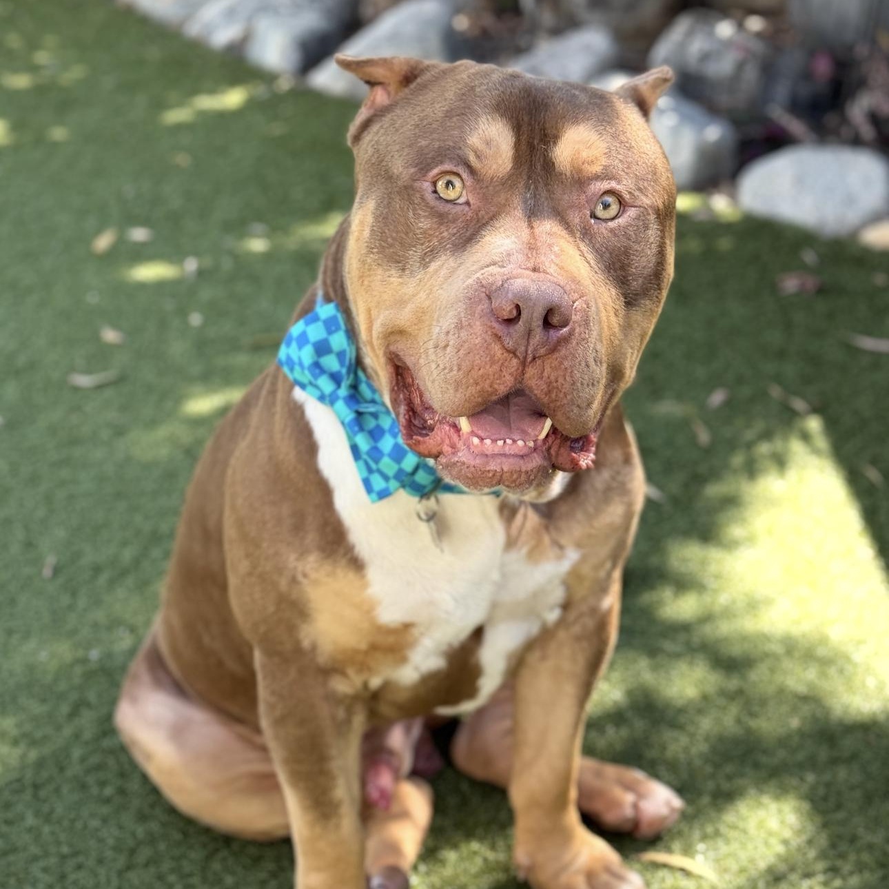 Enlarge Max , a ADOPTABLE American Bully in Riverside, CA image 4/5