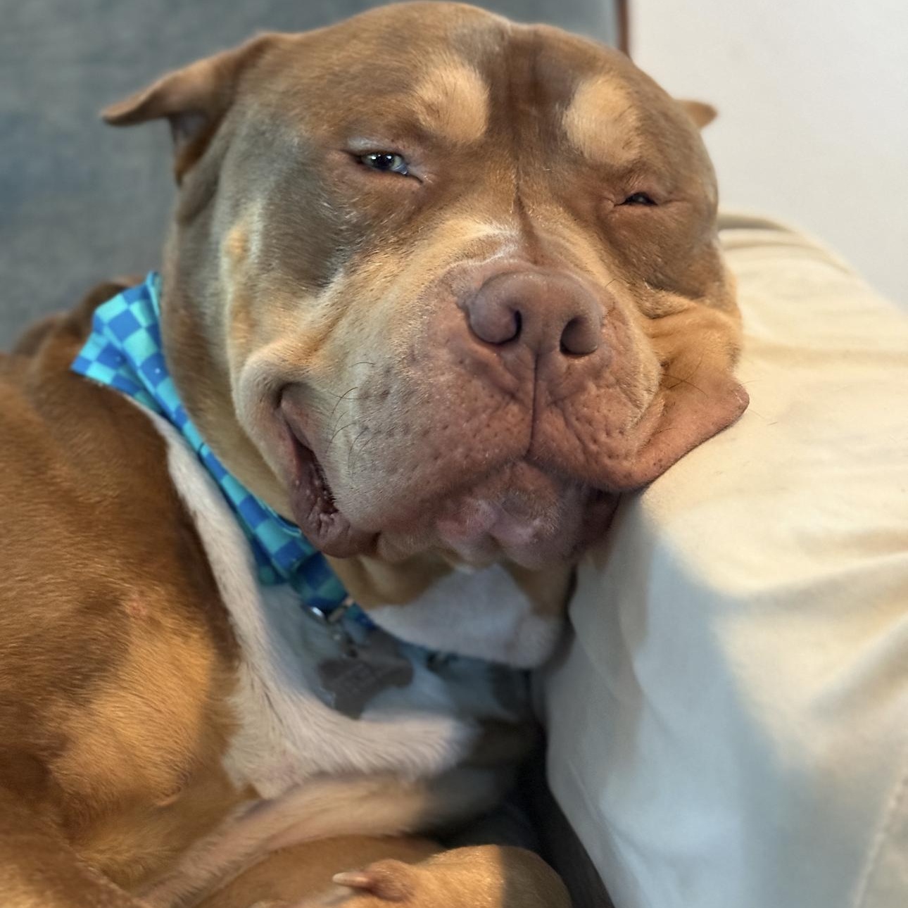 Enlarge Max , a ADOPTABLE American Bully in Riverside, CA image 3/5