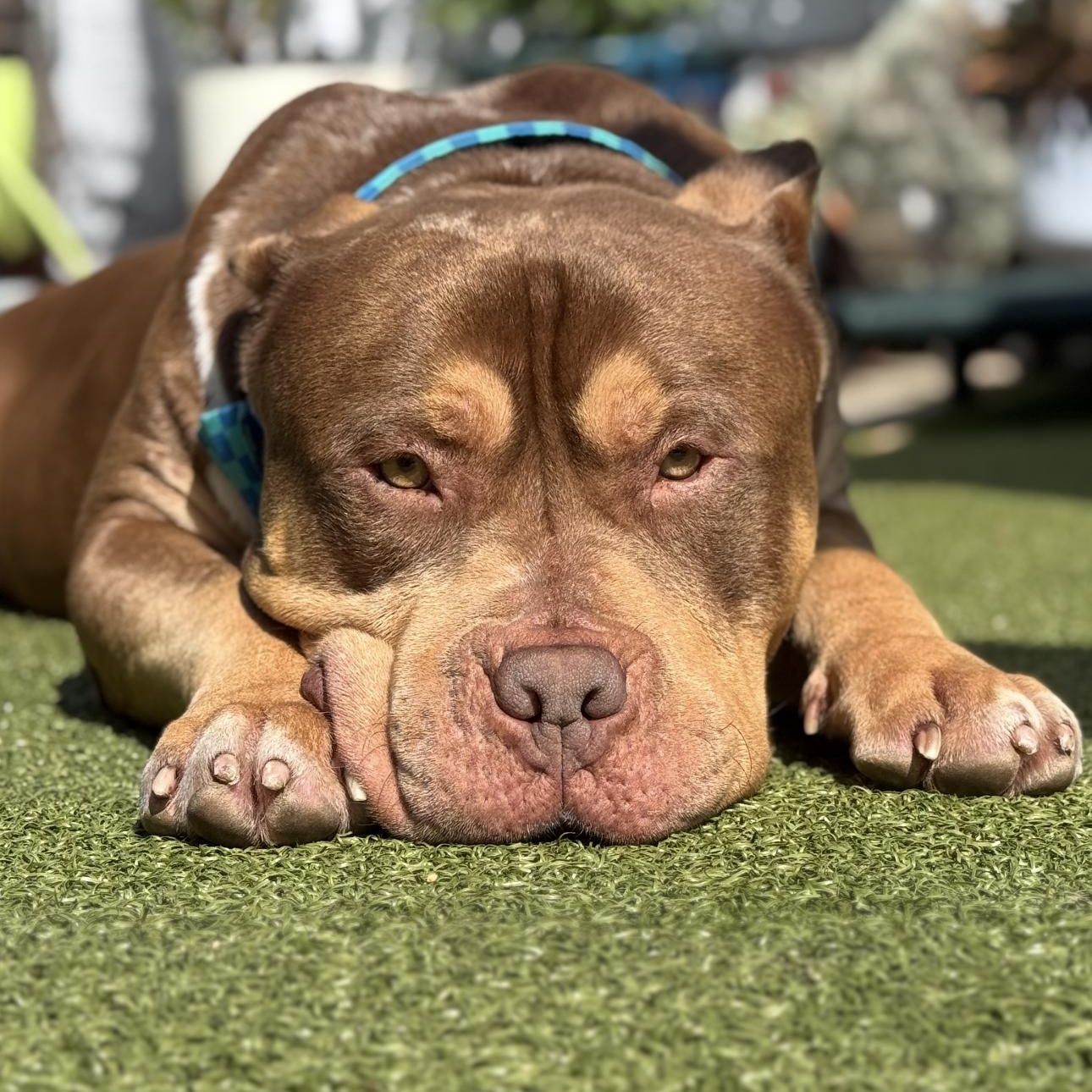Enlarge Max , a ADOPTABLE American Bully in Riverside, CA image 5/5