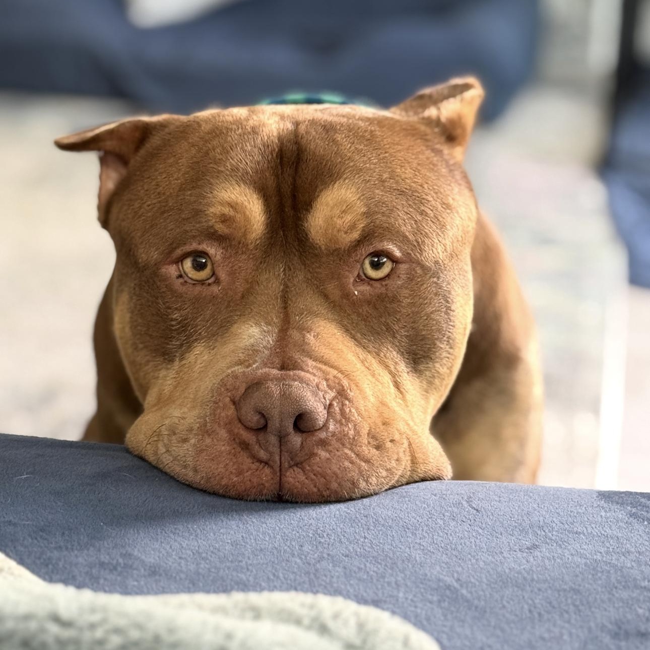 Enlarge Max , a ADOPTABLE American Bully in Riverside, CA image 1/5