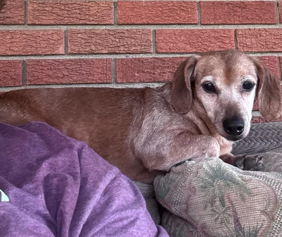 Birdie, Adoptable, Senior Female Dachshund.