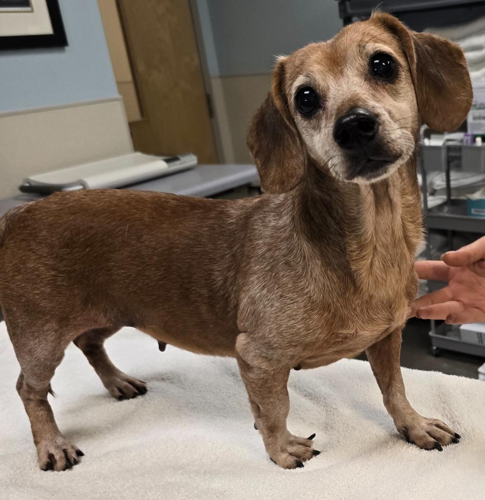 Enlarge Birdie, a Adoptable Dachshund in Murphysboro, IL image 2/3