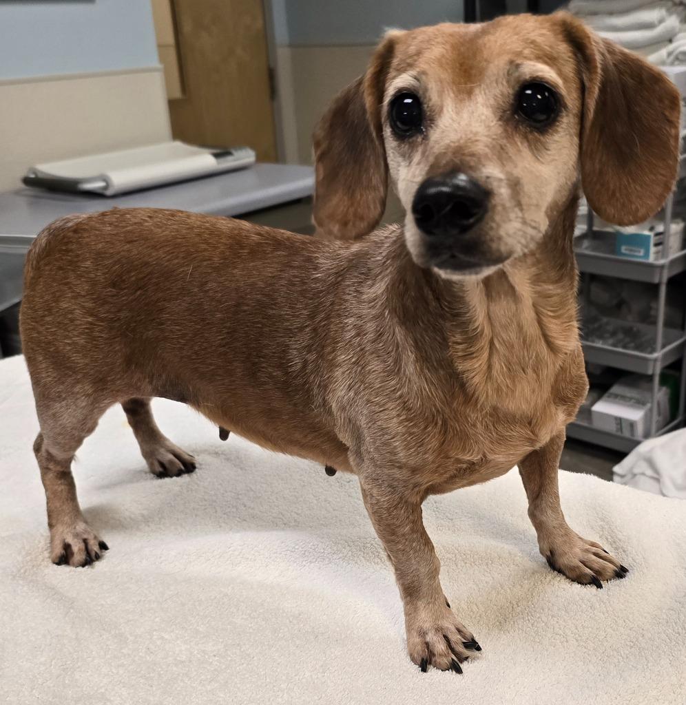 Enlarge Birdie, a Adoptable Dachshund in Murphysboro, IL image 3/3