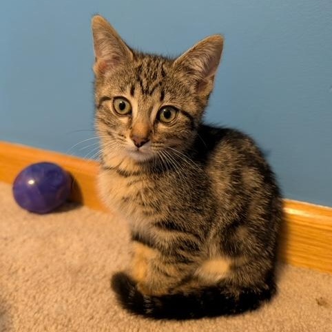 Enlarge Mirabelle, a ADOPTABLE Domestic Short Hair in Hudsonville, MI image 1/2