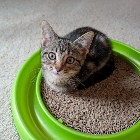 Enlarge Mirabelle, a ADOPTABLE Domestic Short Hair in Hudsonville, MI image 2/2