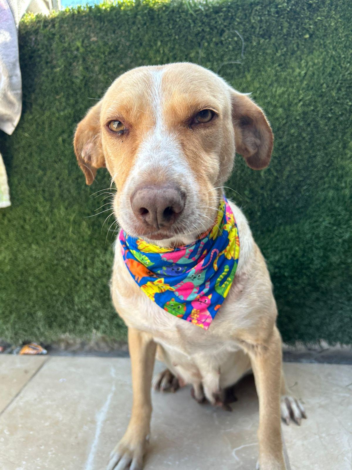 Arenita, Adoptable, Young Female Mixed Breed.