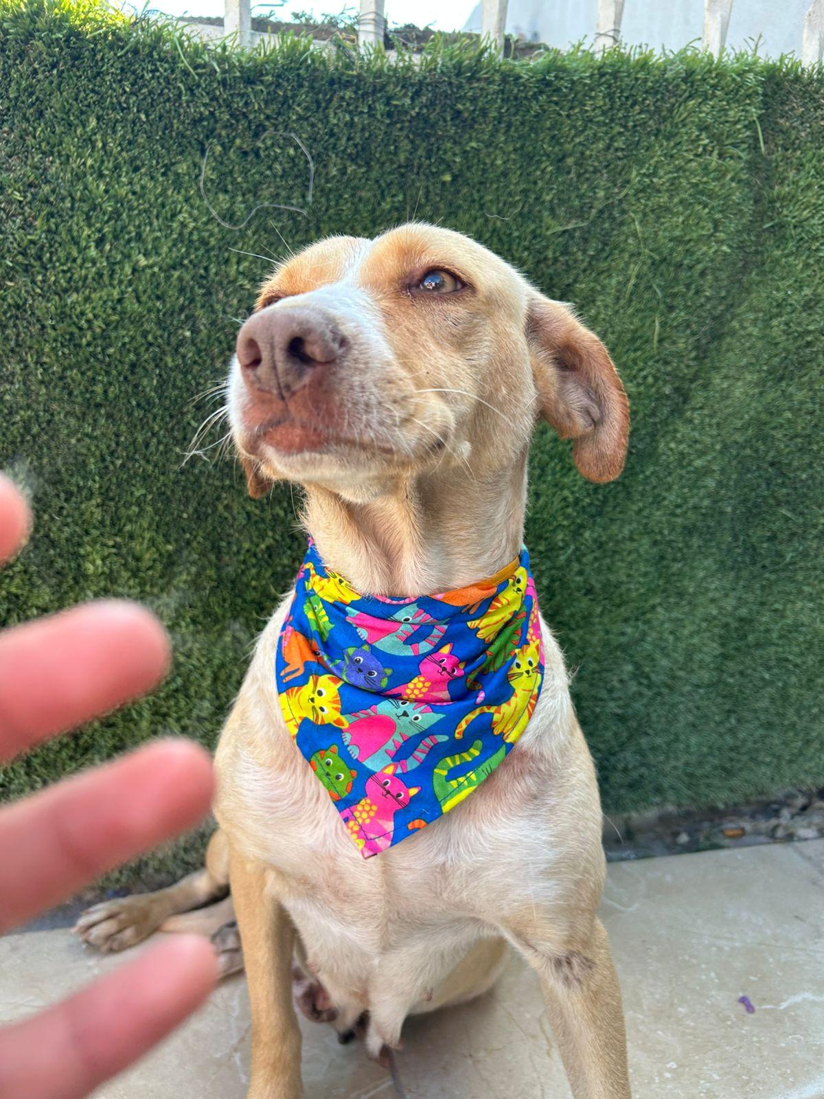 Arenita, a Adoptable Mixed Breed in Tijuana, BCN image 2/4