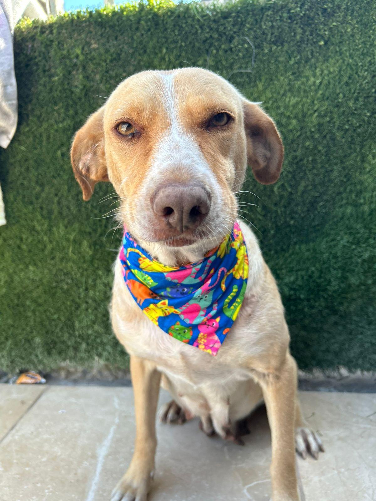 Arenita, a Adoptable Mixed Breed in Tijuana, BCN image 3/4