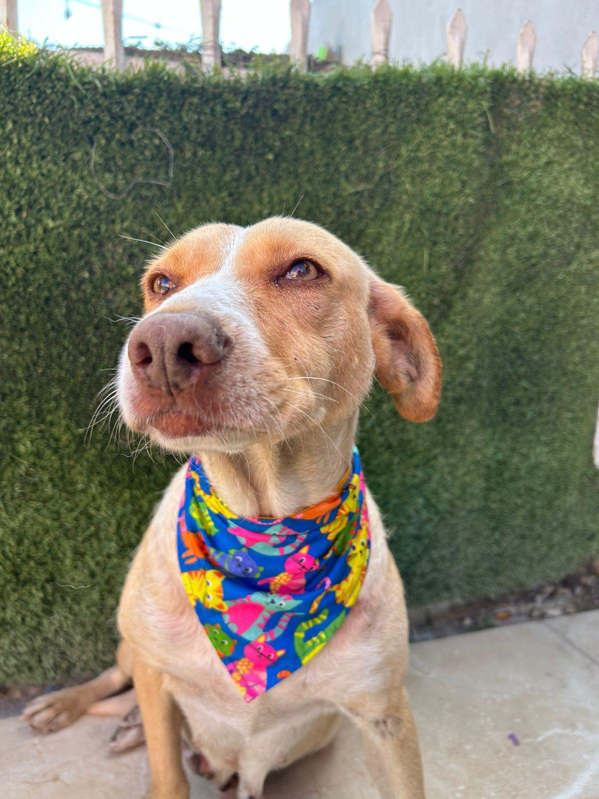 Arenita, a Adoptable Mixed Breed in Tijuana, BCN image 4/4