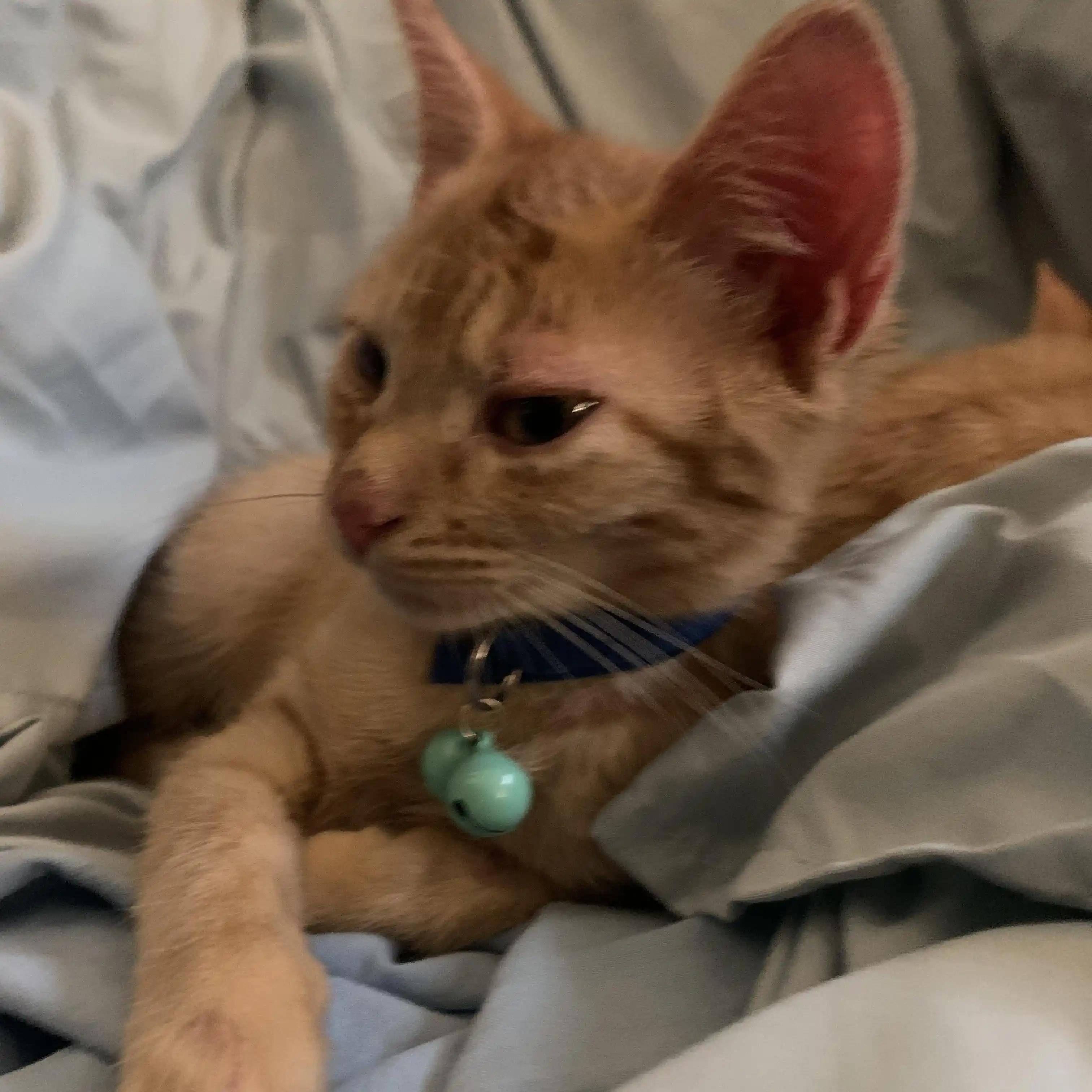 Tate, Adoptable, Kitten Male Domestic Short Hair & Tabby.