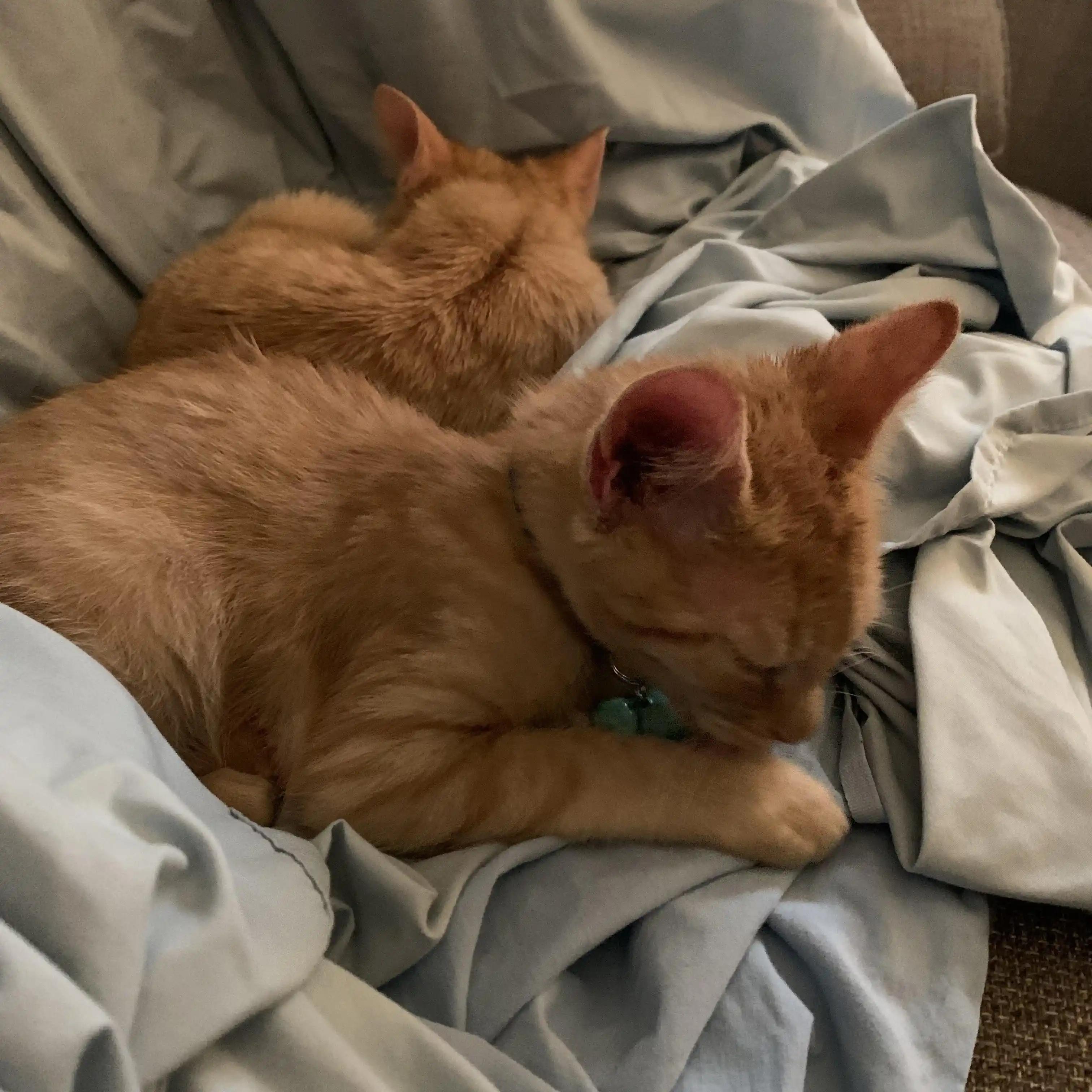 Tate, a Adoptable mixed breed in Dawson, GA image 2/2