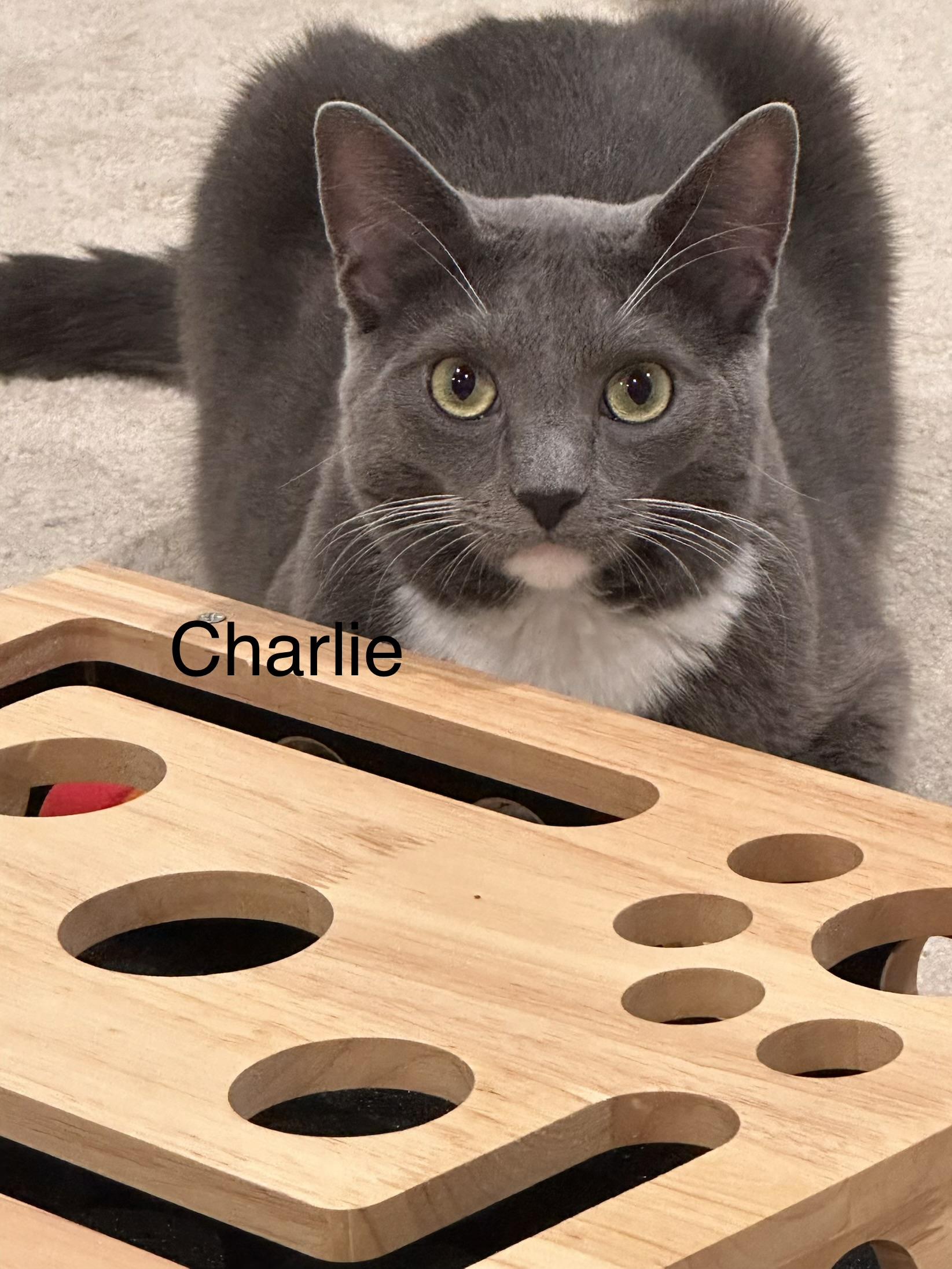Charlie, ADOPTABLE, Adult Male Domestic Short Hair.