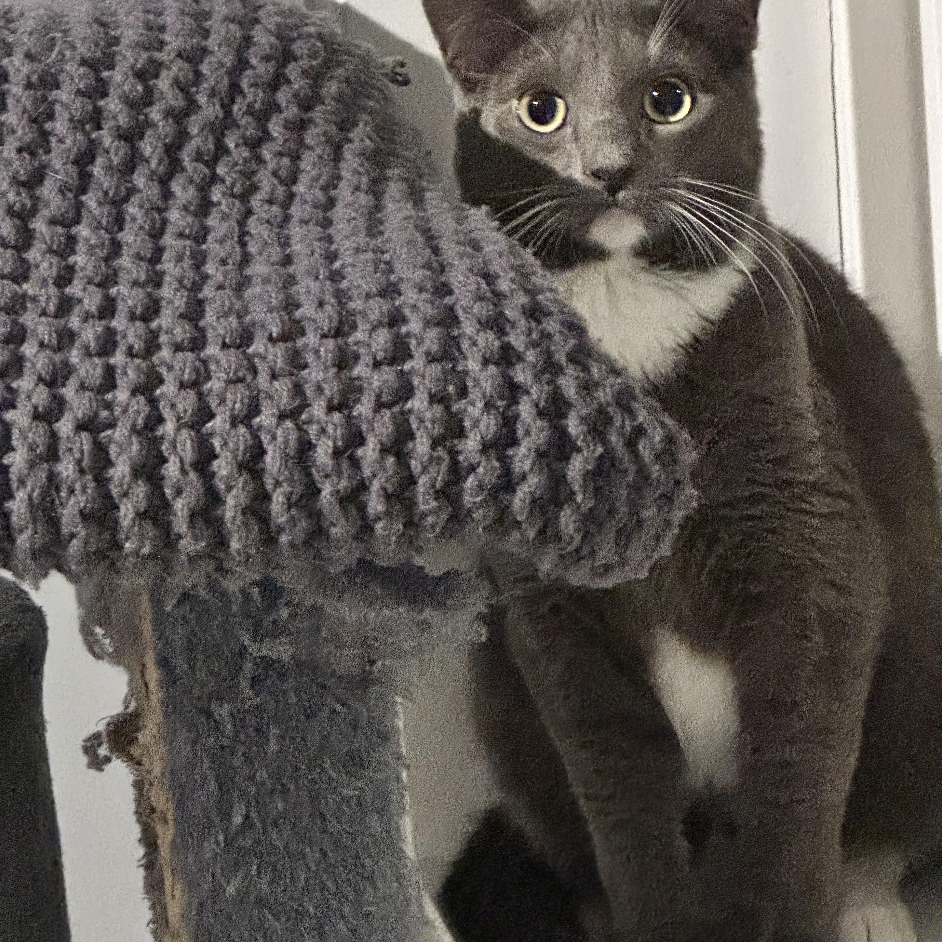 Charlie, a ADOPTABLE Domestic Short Hair in Ruther Glen, VA image 2/2