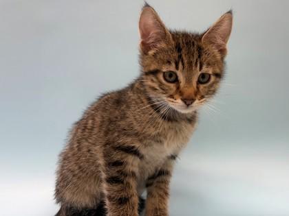 Enlarge Jam, a Adoptable mixed breed in Woodbury, MN image 1/1