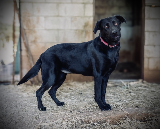 Dog for adoption ABBEY, a Black Labrador Retriever Mix in Yuba city, CA Petfinder