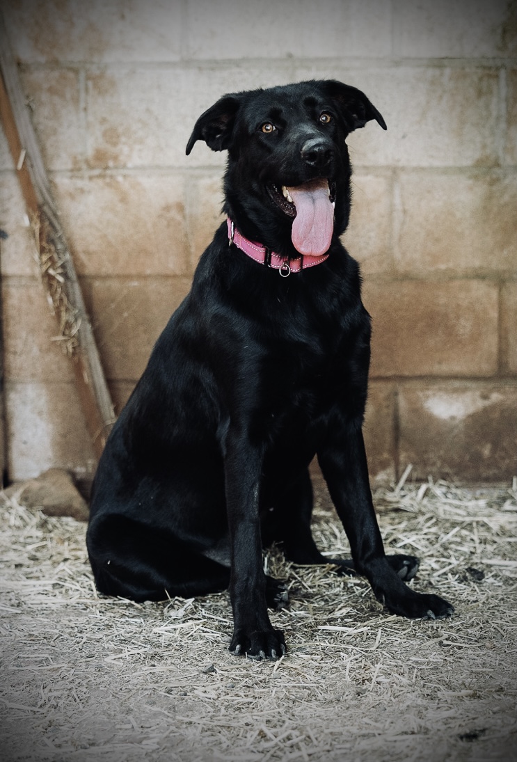 Dog for adoption ABBEY, a Black Labrador Retriever Mix in Yuba city, CA Petfinder