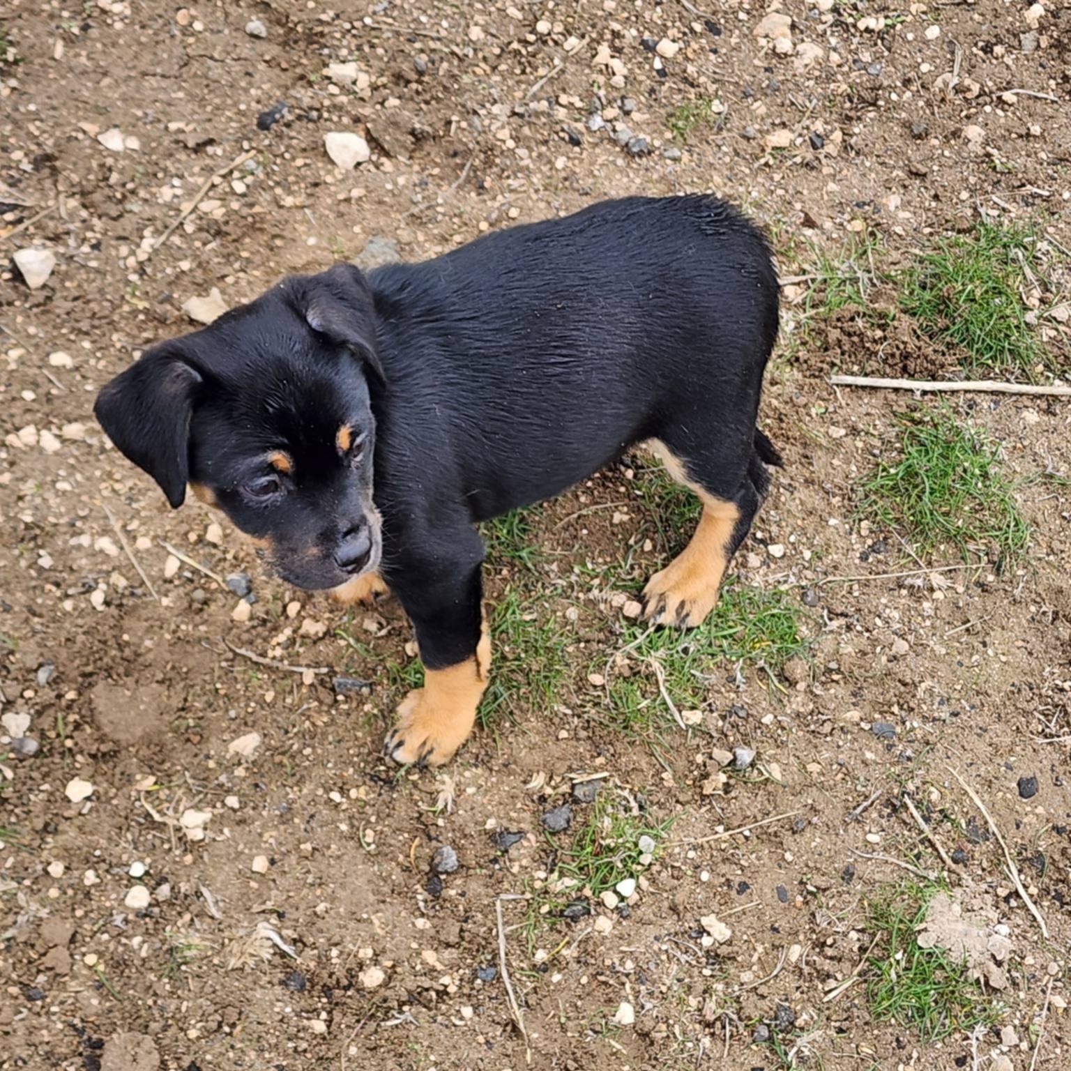 Ridge, adopted, Puppy Male Dachshund.