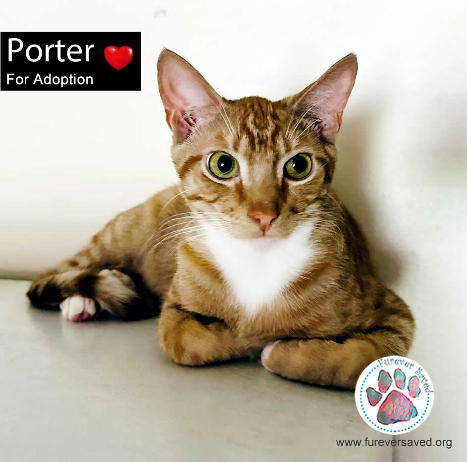 Porter, a Adoptable Domestic Short Hair in Killingly, CT image 2/6