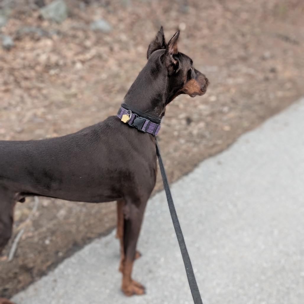 7713 Beau - I'm a SSNAP Dog, Adoptable, Senior Male Doberman Pinscher.