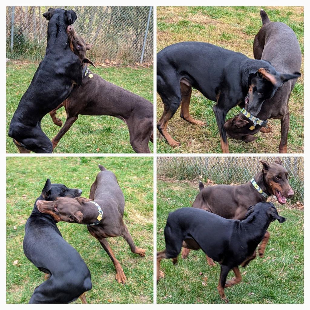 7713 Beau - I'm a SSNAP Dog, Adoptable, Senior Male Doberman Pinscher.