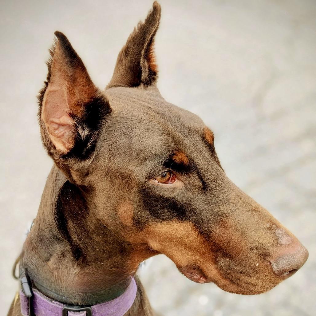 Enlarge 7713 Beau - I'm a SSNAP Dog, a Adoptable Doberman Pinscher in Sandown, NH image 3/6