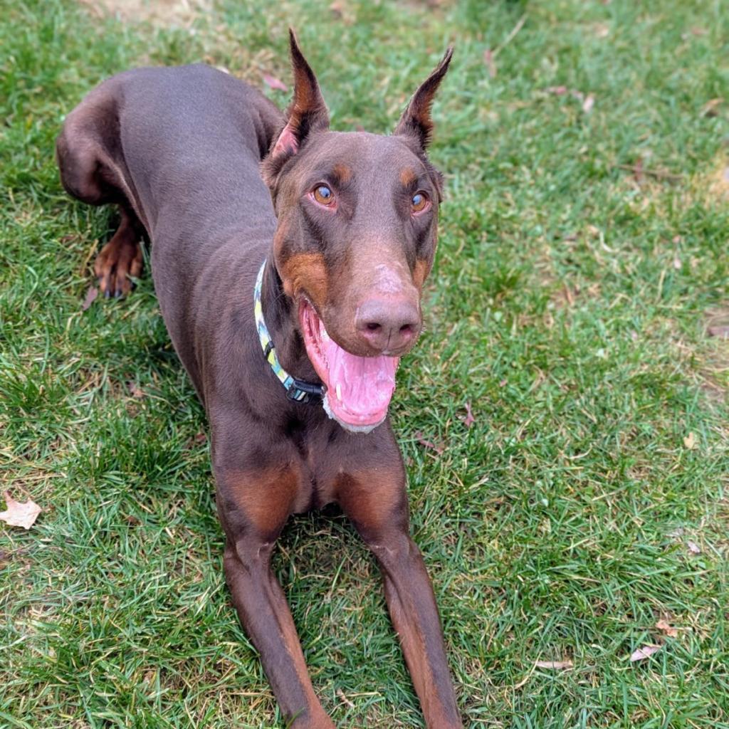 Enlarge 7713 Beau - I'm a SSNAP Dog, a Adoptable Doberman Pinscher in Sandown, NH image 2/4