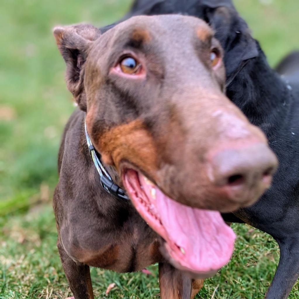 Enlarge 7713 Beau - I'm a SSNAP Dog, a Adoptable Doberman Pinscher in Sandown, NH image 3/4