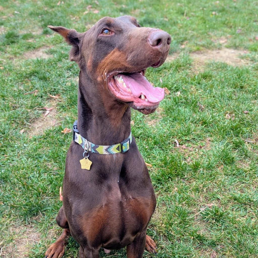 Enlarge 7713 Beau - I'm a SSNAP Dog, a Adoptable Doberman Pinscher in Sandown, NH image 4/4
