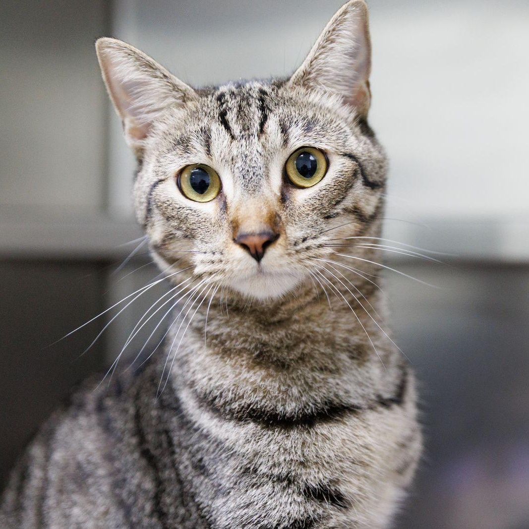 Will, adoptable, Kitten Male Domestic Short Hair.