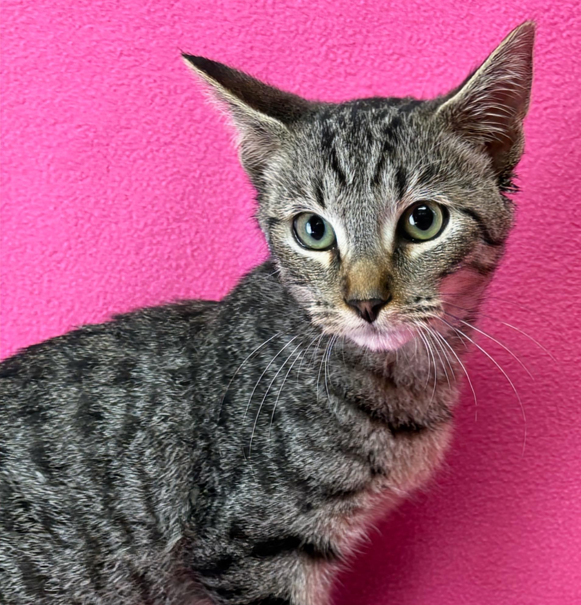 Will, adoptable, Kitten Male Domestic Short Hair.