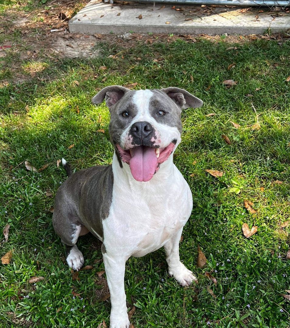 Enlarge Bruce, a Adopted mixed breed in Laurel, MS image 1/2
