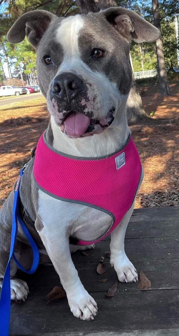 Enlarge Bruce, a Adopted mixed breed in Laurel, MS image 2/2