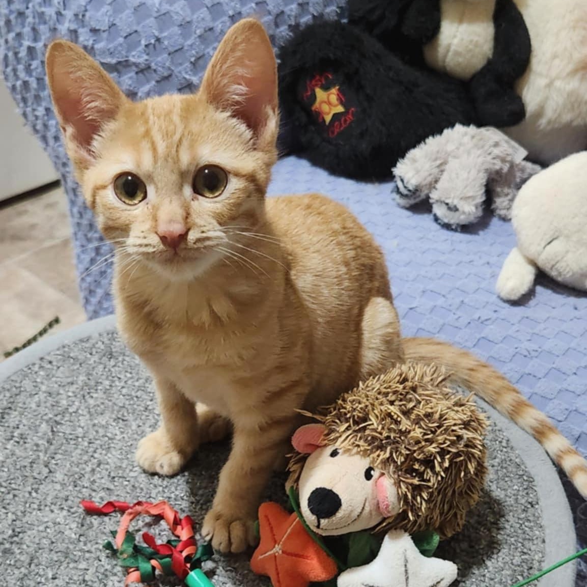 Ozzie (w Otis), Young Male Domestic Short Hair