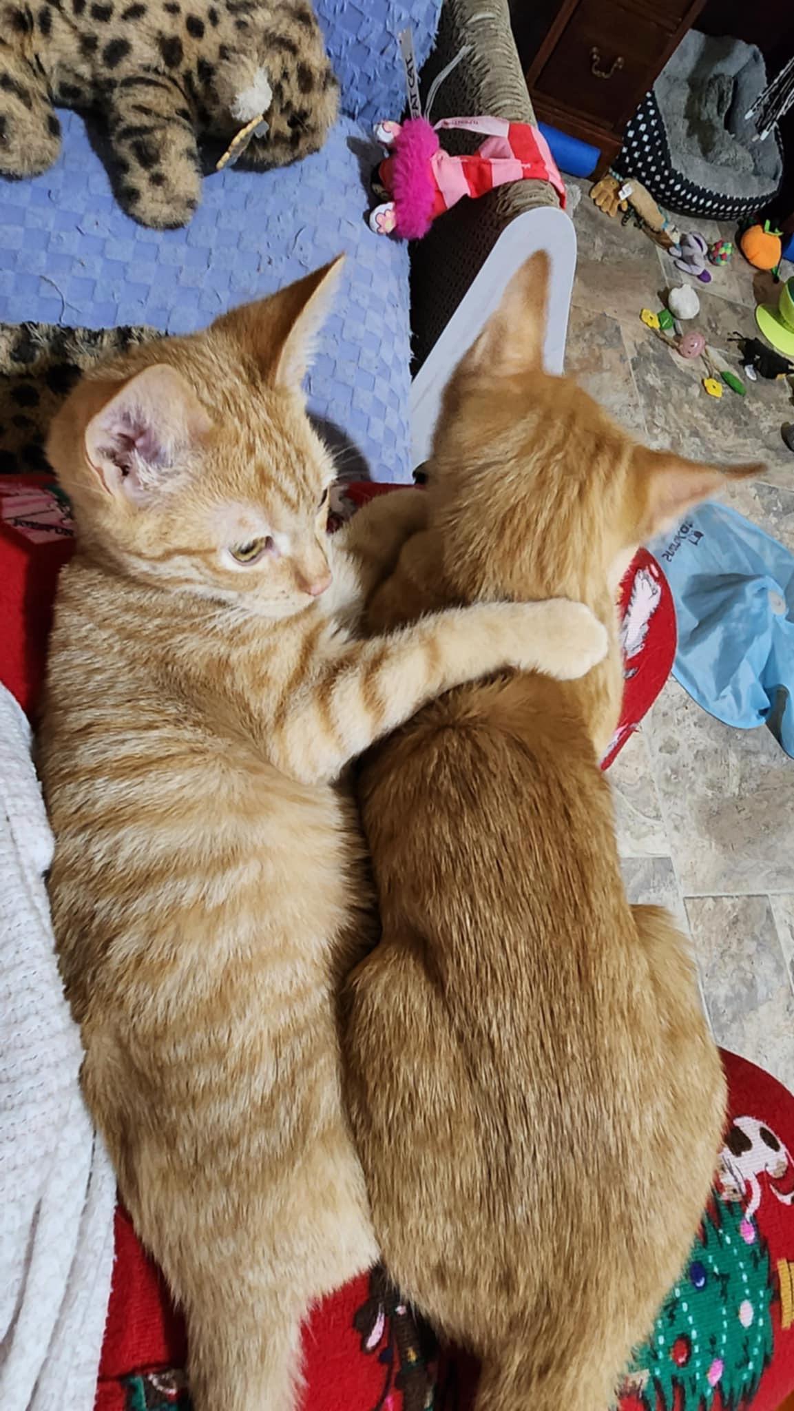 Ozzie (w Otis) photo 4