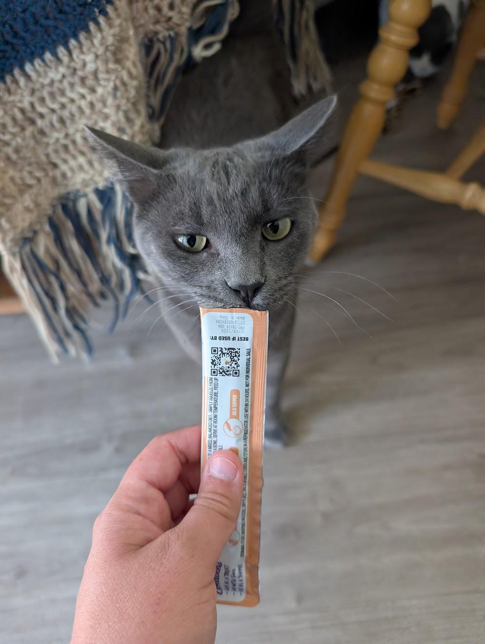 Oliver, adopted, Adult Male Domestic Short Hair.