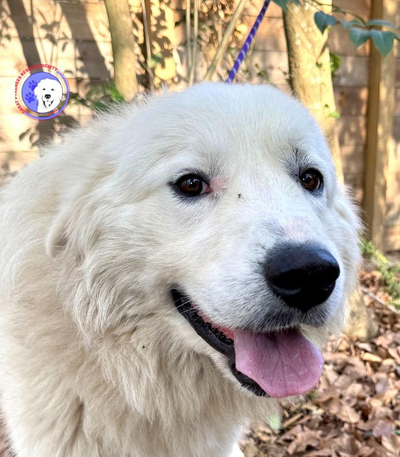 Ivan, a Adoptable Great Pyrenees in Austin, TX image 1/6