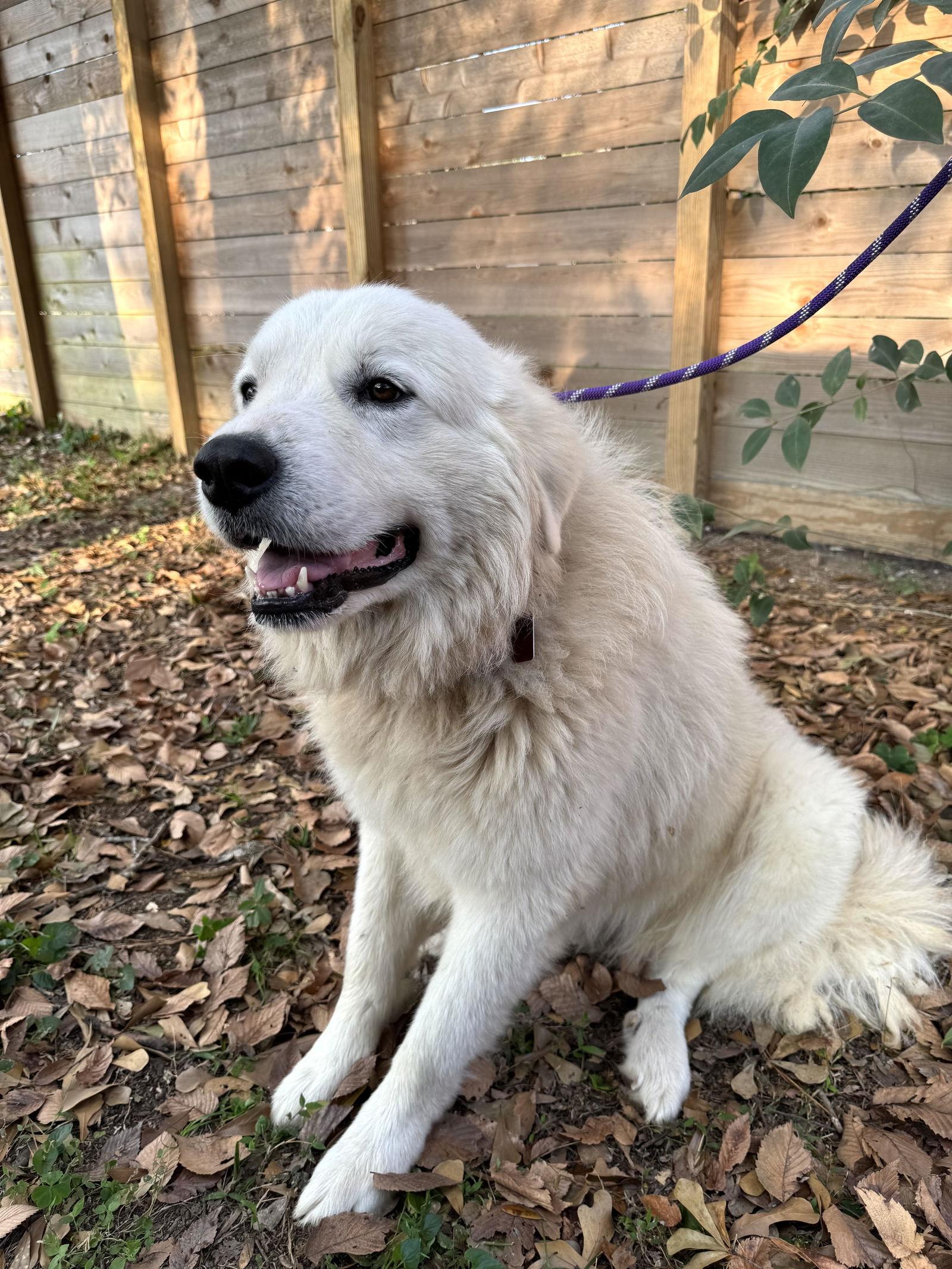 Ivan, a Adoptable Great Pyrenees in Austin, TX image 4/6