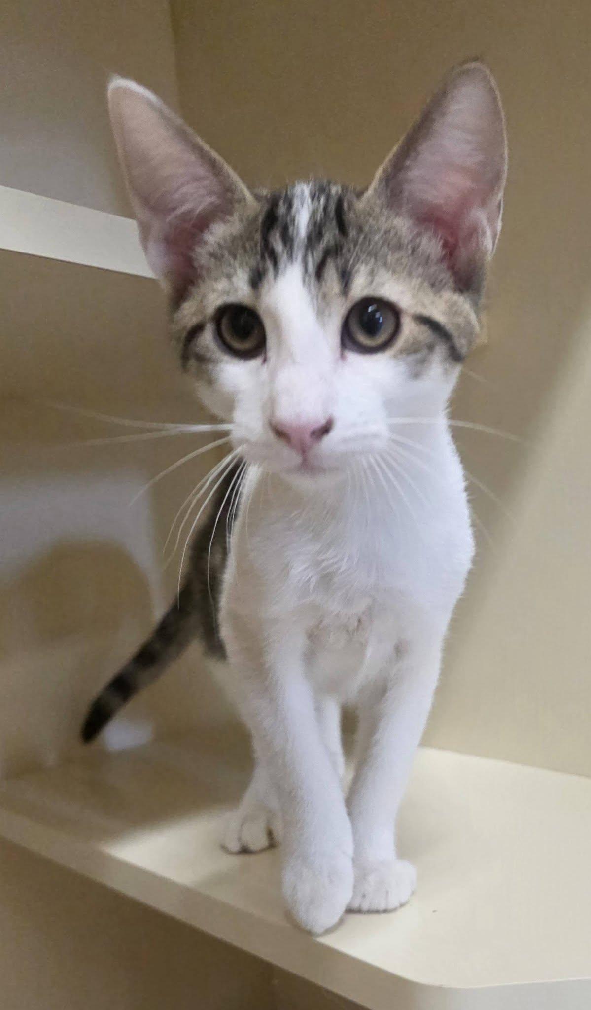 SB26-16AB, ADOPTABLE, Young Female Domestic Short Hair.