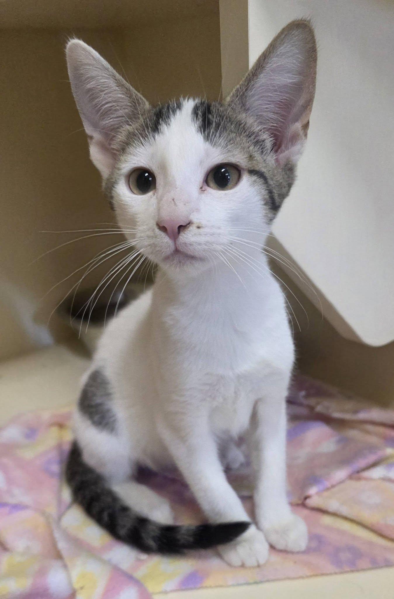 Enlarge SB26-16AB, a ADOPTABLE Domestic Short Hair in Ridgecrest, CA image 2/2