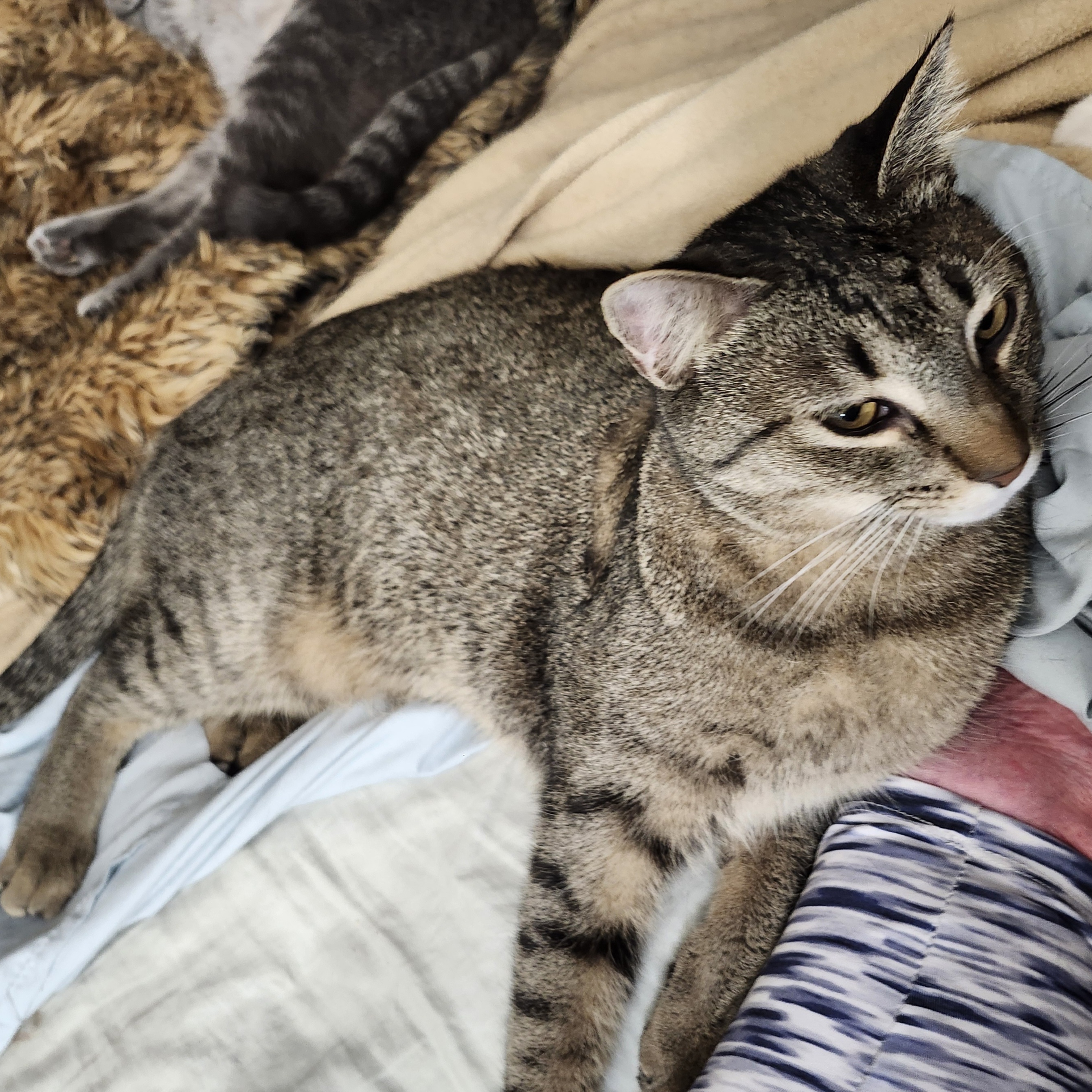 Cruise, a Adoptable Domestic Short Hair in Kenhorst, PA image 1/2