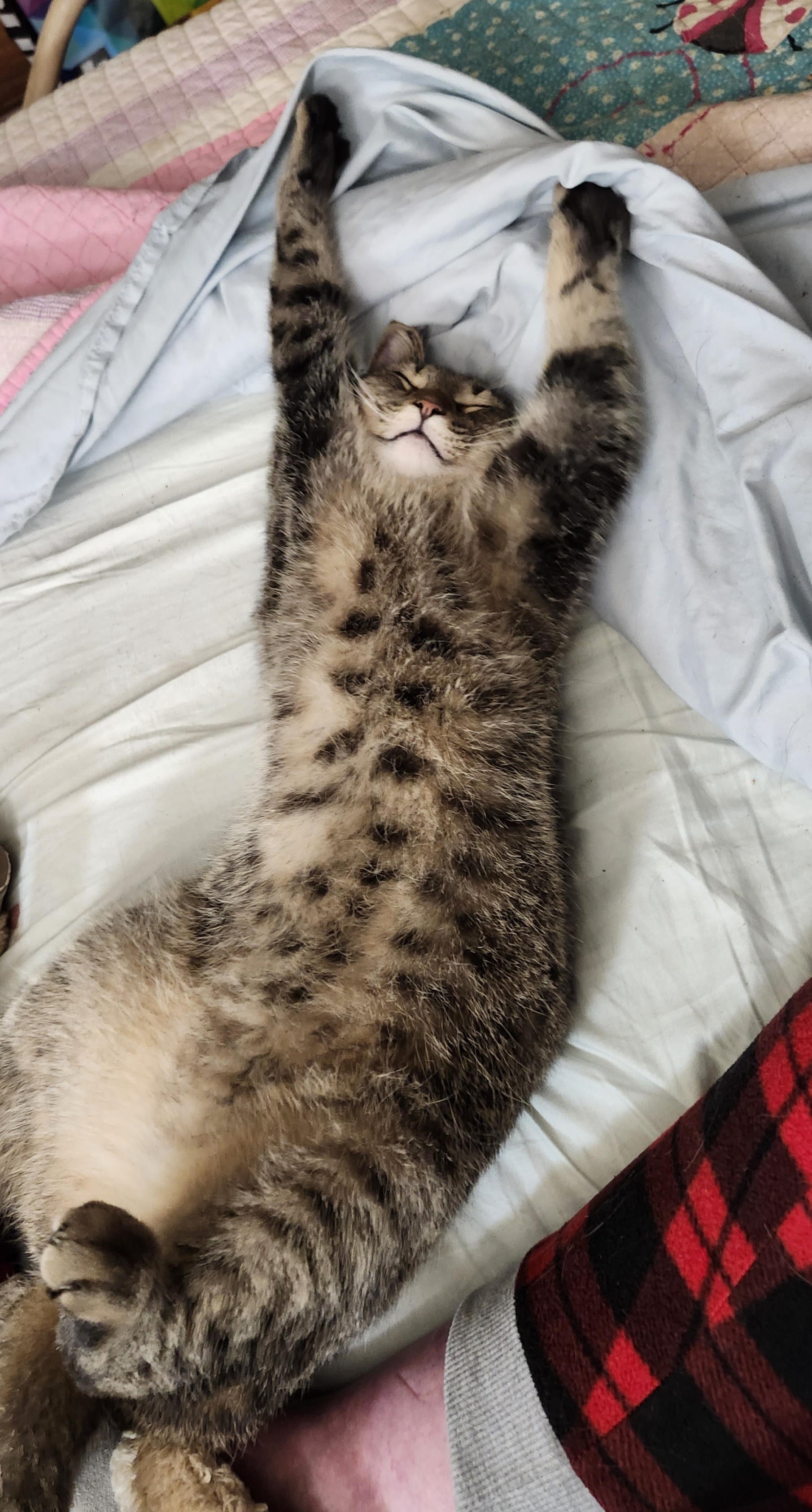 Cruise, a Adoptable Domestic Short Hair in Kenhorst, PA image 2/2