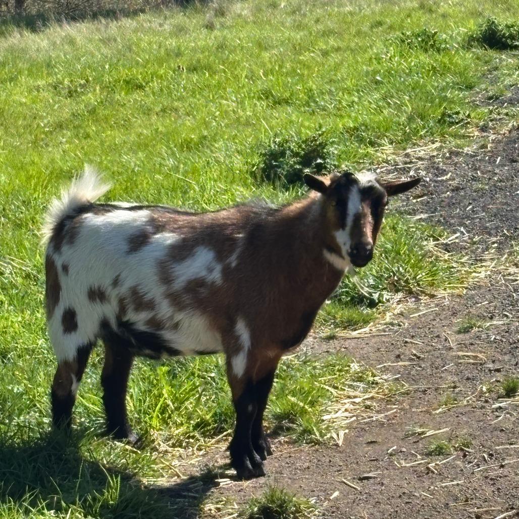 Teller, a Adoptable Nigerian Dwarf in Salem, OR image 2/3