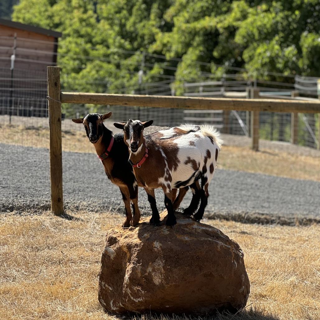 Teller, a Adoptable Nigerian Dwarf in Salem, OR image 3/3