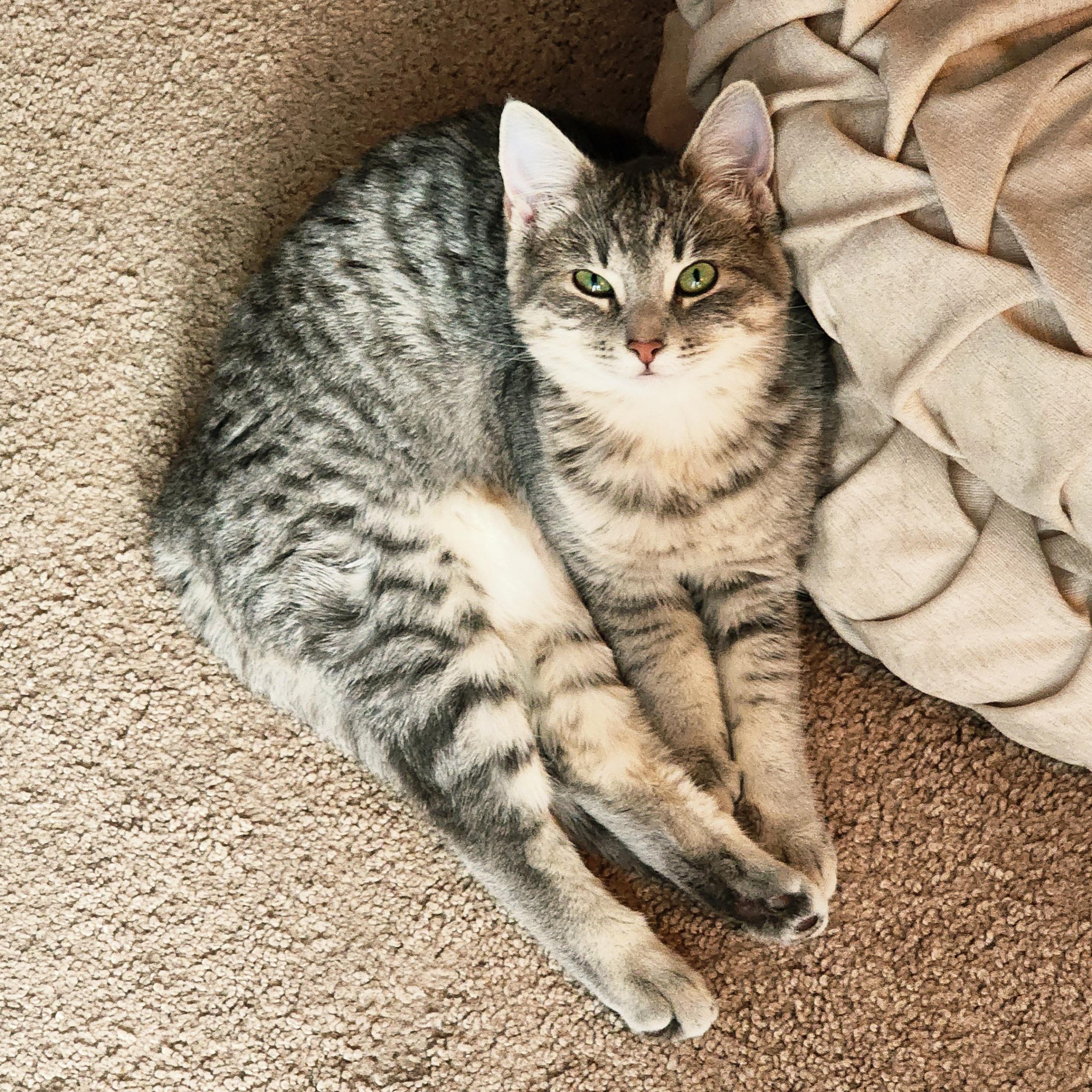 Pearl, a ADOPTABLE Tabby in Woodinville, WA image 1/3