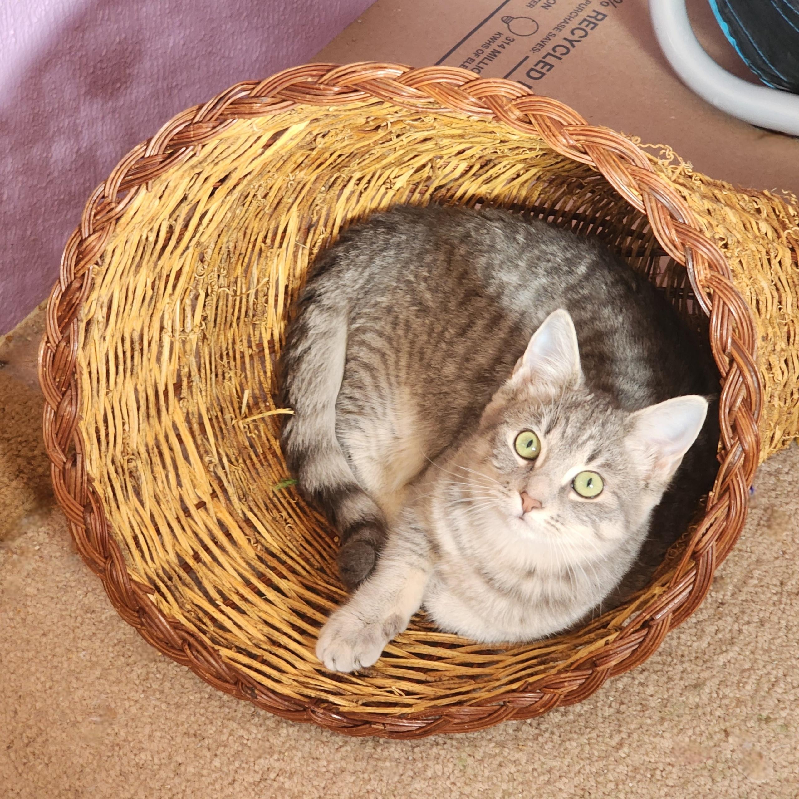 Pearl, ADOPTABLE, Kitten Female Tabby.